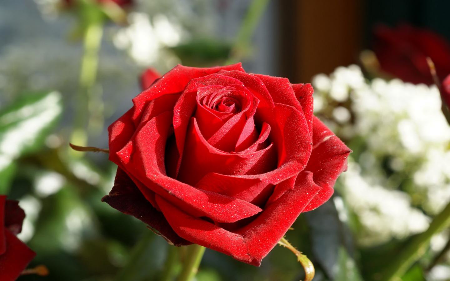 http://www.vmonitor.ru/pic/nature/16227/Rozy-1440x900.jpg